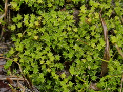 Diobelonella palustris