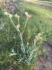 Pseudognaphalium undulatum