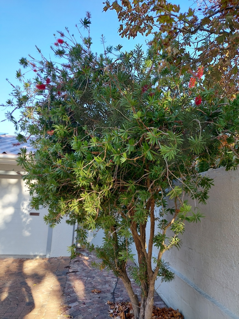 melaleuca-viminalis-viminalis-from-hermanus-7200-south-africa-on