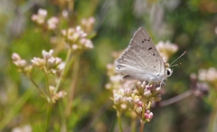 Tharsalea xanthoides