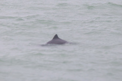 Phocoena phocoena relicta