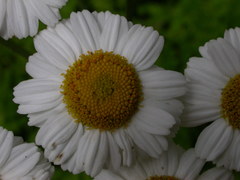 Gonospermum revolutum