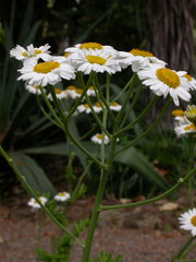 Gonospermum revolutum