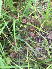 Trifolium reflexum