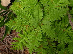 Gonospermum revolutum