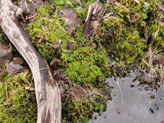 Diobelonella palustris
