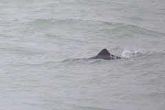 Phocoena phocoena relicta