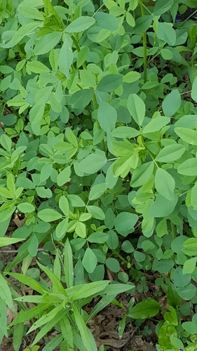 photo of Melilots And Sweetclovers (Melilotus)