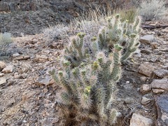 Cylindropuntia abyssi
