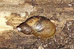 Succinella oblonga