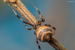 Latrodectus renivulvatus