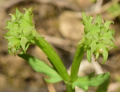 Valerianella echinata