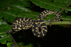 Atheris ceratophora