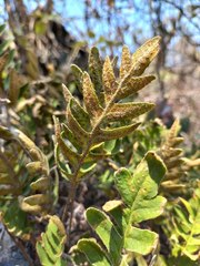 Pleopeltis polypodioides