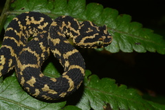 Atheris ceratophora