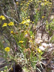 Senecio clivicola