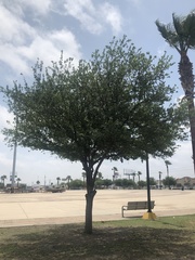 Platanus occidentalis