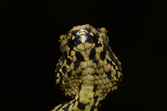 Atheris ceratophora