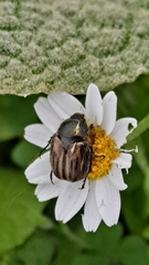 Blitopertha lineolata