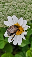 Blitopertha lineolata