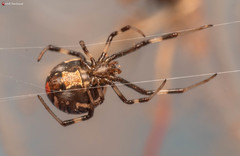 Latrodectus renivulvatus