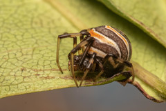 Latrodectus renivulvatus
