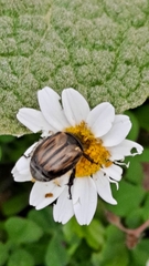 Blitopertha lineolata