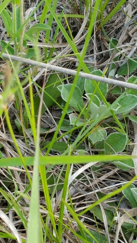 photo of Field Pussytoes (Antennaria neglecta)