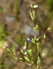 Sabulina tenuifolia