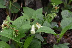 Symphytum grandiflorum