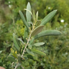 Olea europaea
