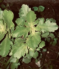 Kalanchoe blossfeldiana