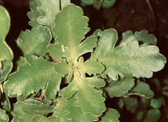Kalanchoe blossfeldiana