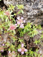 Thymus longicaulis