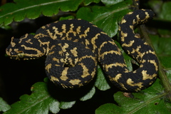 Atheris ceratophora