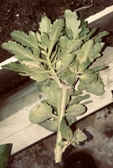 Kalanchoe blossfeldiana