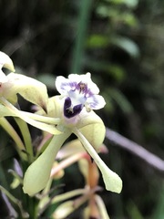Epidendrum scytocladium