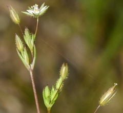 Sabulina tenuifolia