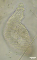 Litostomatea