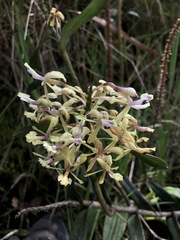 Epidendrum scytocladium