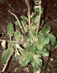 Kalanchoe blossfeldiana