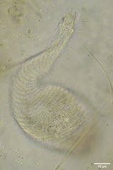 Litostomatea