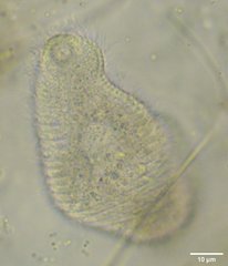 Litostomatea