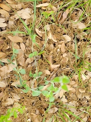 Carlowrightia torreyana