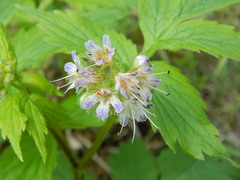 Hydrophyllum fendleri
