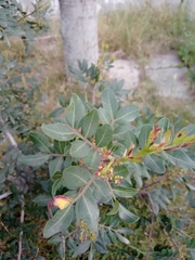 Pistacia lentiscus