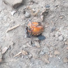 Ramosiana insignis