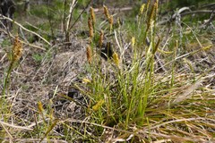 Carex ericetorum