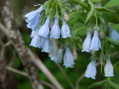 Mertensia paniculata borealis