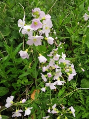 Cardamine pratensis
